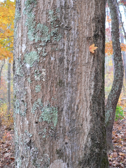 {Acer leucoderme}